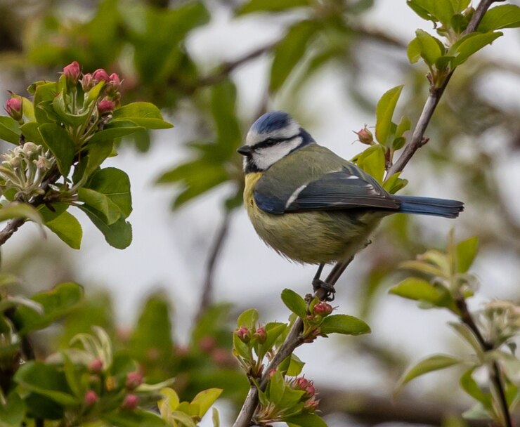 Gratis Foto close-up shot van een euraziatische pimpelmees neergestreken op een boomtak