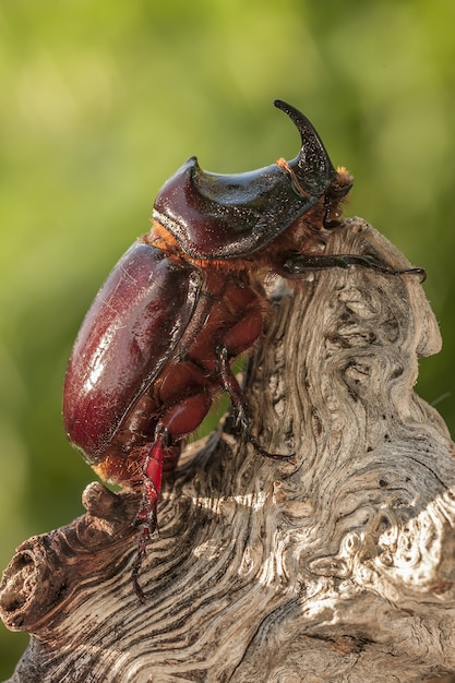 Close-up shot van een europese neushoorn kever neergestreken op een log