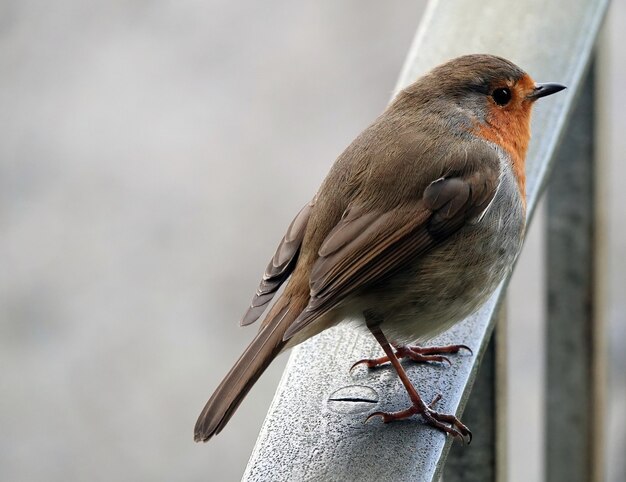 Close-up shot van een Europese Robin