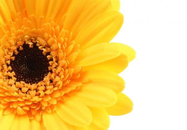 Close-up shot van een felgekleurde Gerbera daisy