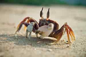 Gratis foto close-up shot van een fiddler krab op het strand