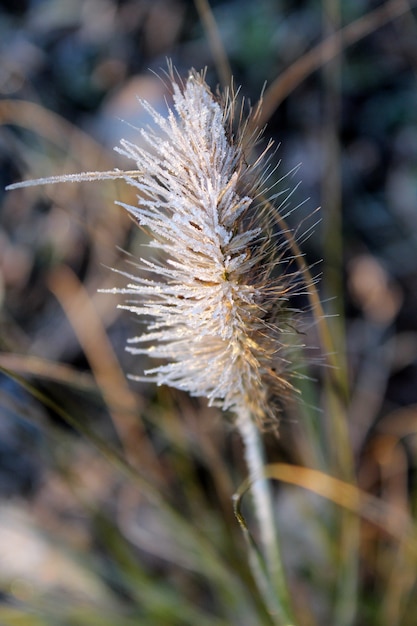 Close-up shot van een frosted plant met een onscherpe achtergrond