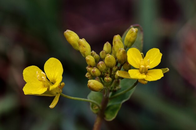 Close-up shot van een gele mooie bloem