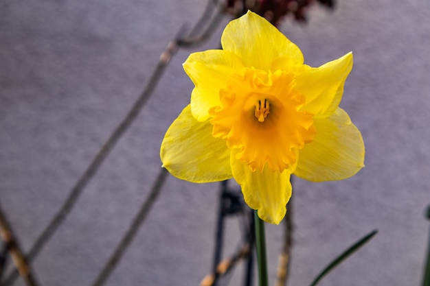 Close-up shot van een gele narcissenbloem met beton op de achtergrond