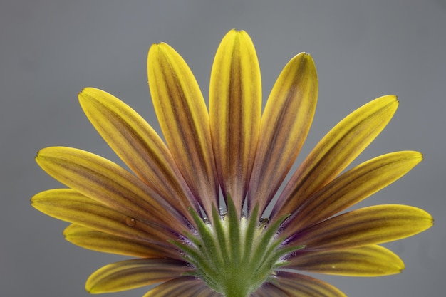 Gratis foto close-up shot van een gele osteospermum geïsoleerd op een grijze achtergrond - perfect voor behang