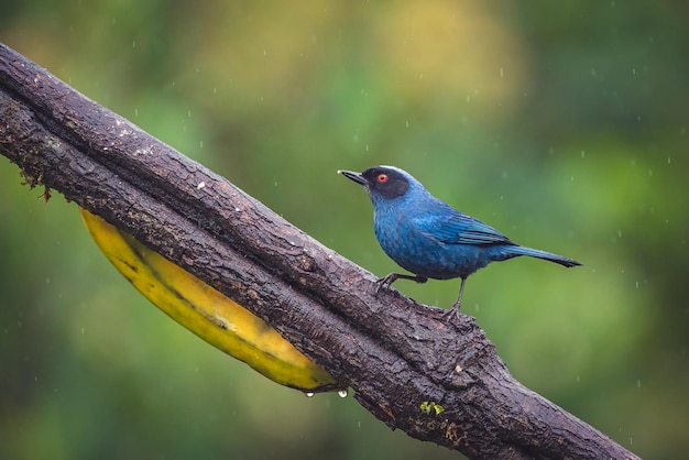 Close-up shot van een gemaskerde flowerpiercer neergestreken op een boomtak