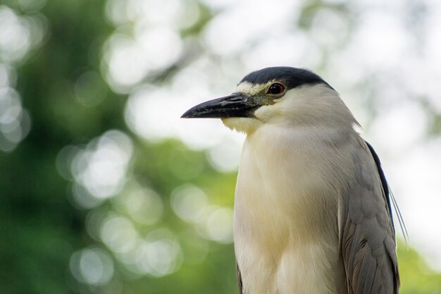 Close-up shot van een gestreepte reiger