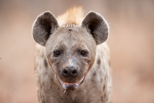 Gratis foto close-up shot van een gevlekte hyena kwijlen en hijgen