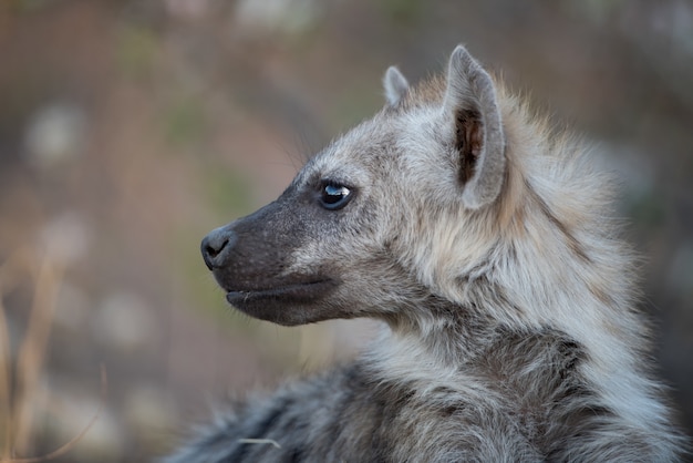 Close-up shot van een gevlekte hyena met een onscherpe achtergrond