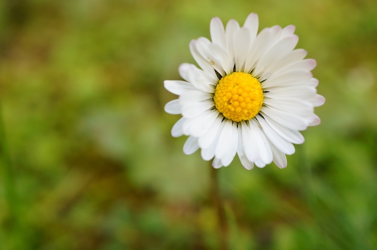 Gratis Foto close-up shot van een gewone madeliefje