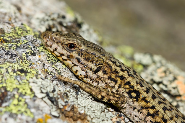 Gratis foto close-up shot van een gewone muurhagedis