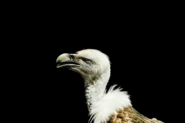 Close-up shot van een gier met een zwarte achtergrond