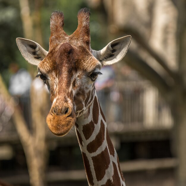 Close-up shot van een giraf in het zonlicht