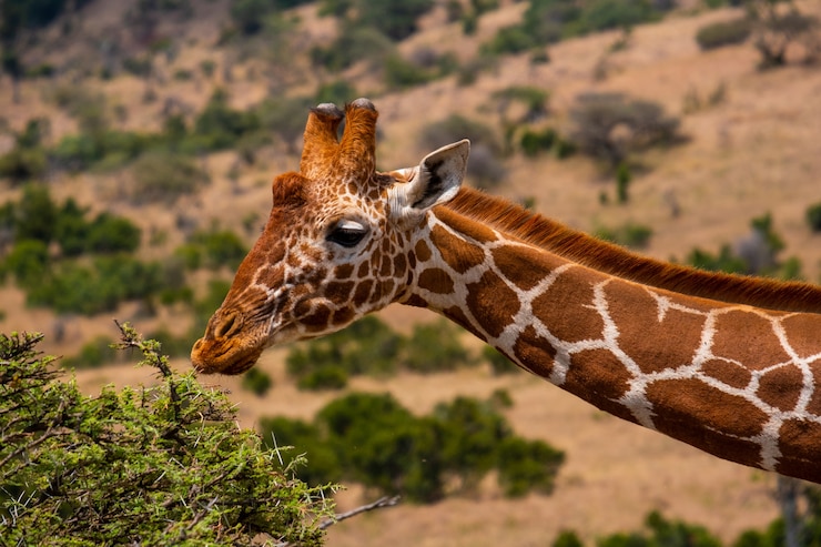 Gratis Foto close-up shot van een giraffe grazen in een jungle gevangen in kenia, nairobi, samburu