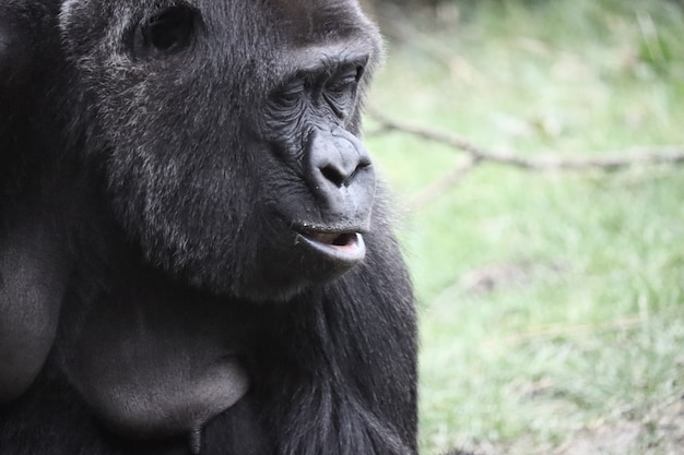 Close-up shot van een gorilla