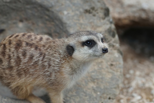 Close-up shot van een grijze mangoest, de meerkat of (Suricata suricatta) in Parc Paradisio, België