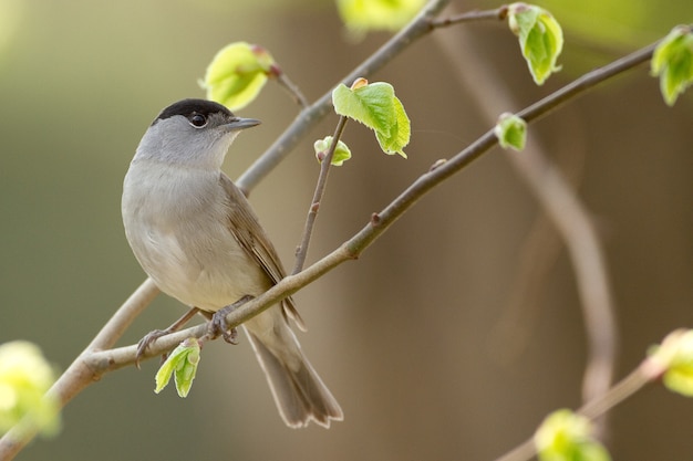 Close-up shot van een grijze vink zittend op de tak van een boom