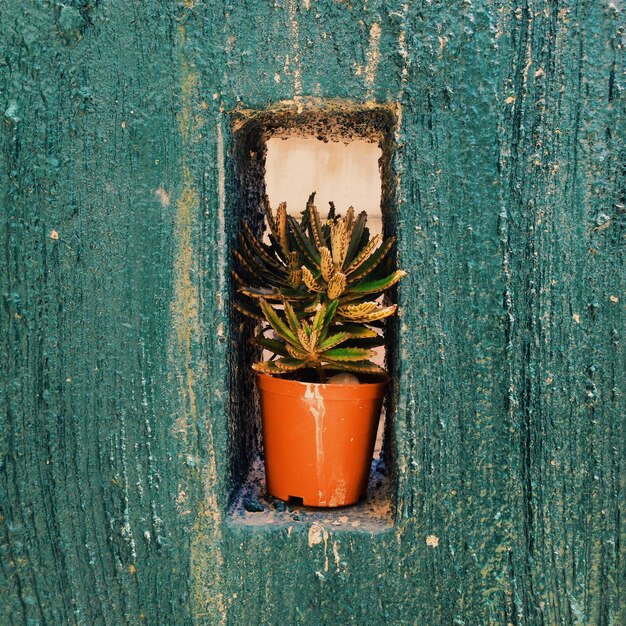 Close-up shot van een groene plant in een pot op een opening in een blauwe betonnen muur