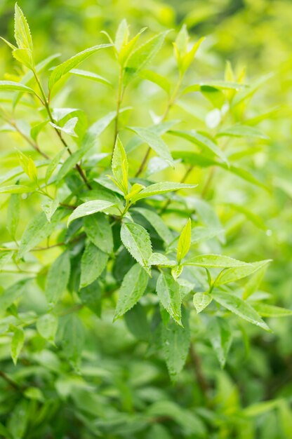 Close-up shot van een groene plant met wazig groen op de achtergrond