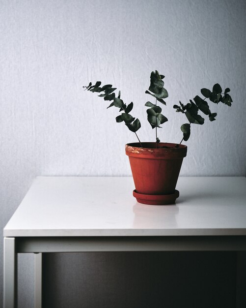 Close-up shot van een groene plant op een witte tafel thuis