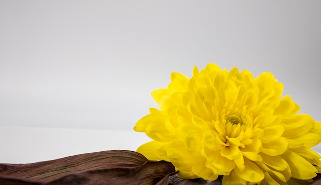 Close-up shot van een grote gele bloem