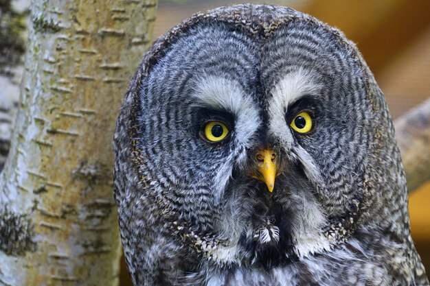 Close-up shot van een grote grijze uil met een wazige boom