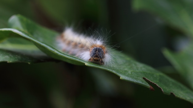 Close-up shot van een harige rups op een groen blad