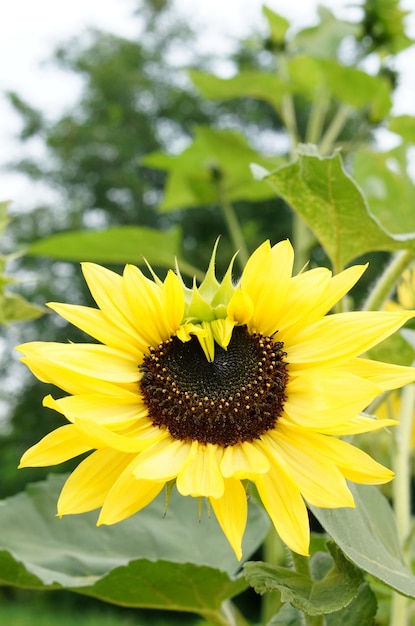 Gratis foto close-up shot van een heldere zonnebloem in een veld met een onscherpe achtergrond