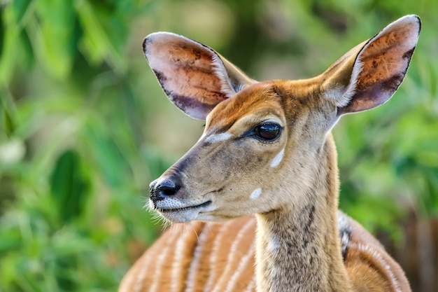 Gratis foto close-up shot van een hert met groen op de achtergrond