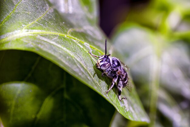 Close-up shot van een hommel zittend op een blad