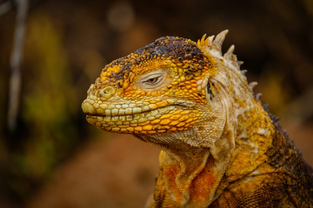 Close-up shot van een hoofd van een gele leguaan