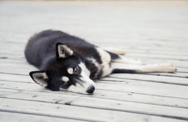 Gratis foto close-up shot van een husky die op de grond ligt