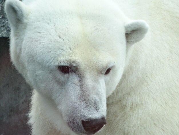 Close-up shot van een ijsbeer