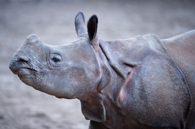 Close-up shot van een Indiase neushoorn met een onscherpe achtergrond