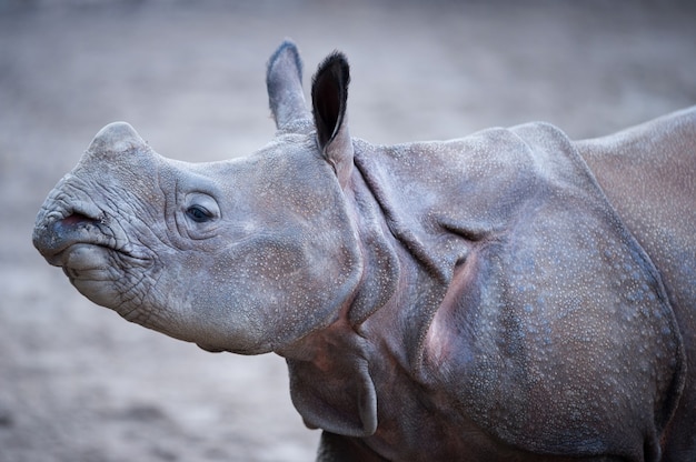 Close-up shot van een Indiase neushoorn met een onscherpe achtergrond