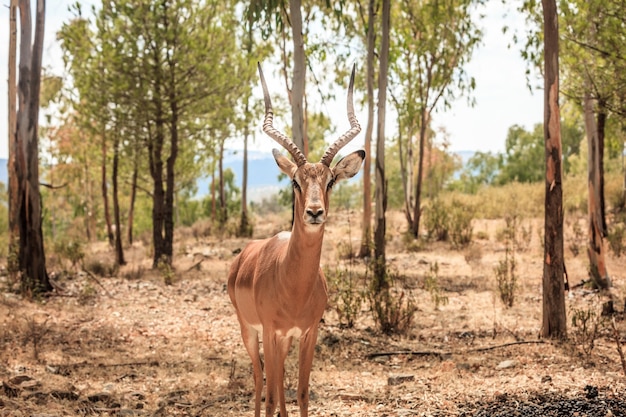 Close-up shot van een jonge antilope in een bos
