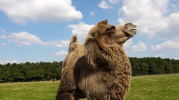 Close-up shot van een kameel in een open groene omgeving