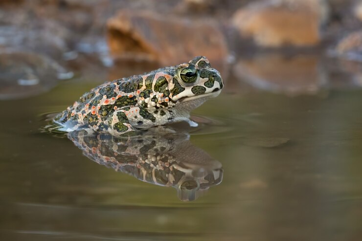 Gratis Foto close-up shot van een kikker in een meer