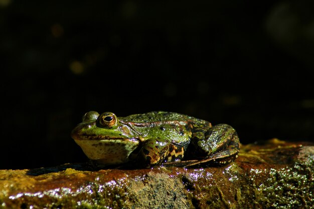 Close-up shot van een kikker op een slijmerig oppervlak in de natuur