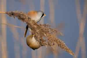 Gratis foto close-up shot van een kleine vogel op een baktak met wazige blauwe lucht