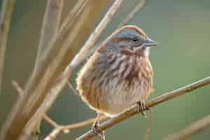 Gratis foto close-up shot van een kleine vogel op een boomtak