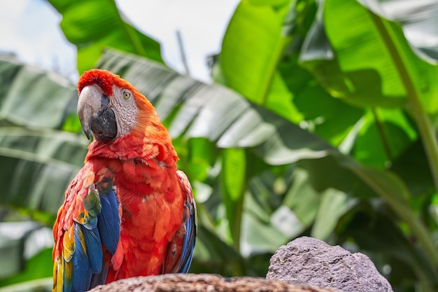 Close-up shot van een kleurrijke papegaai met grote groene bladeren op de?