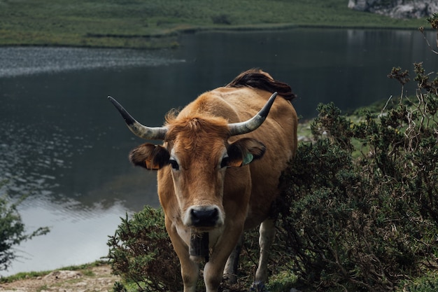 Close-up shot van een koe in de buurt van de oever van het meer