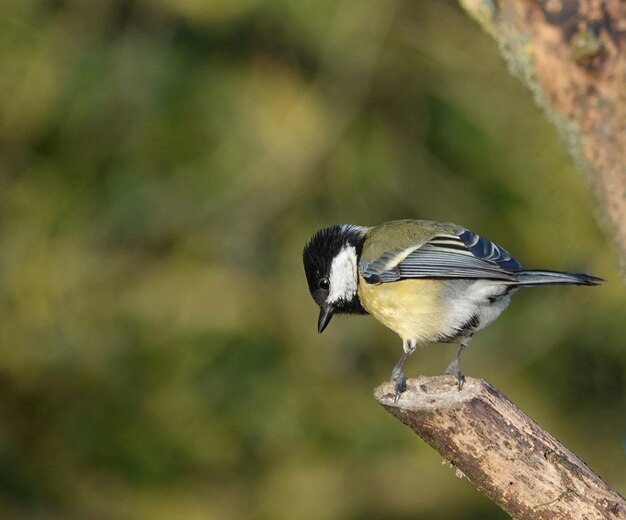 Close-up shot van een koolmeesvogel op een tak