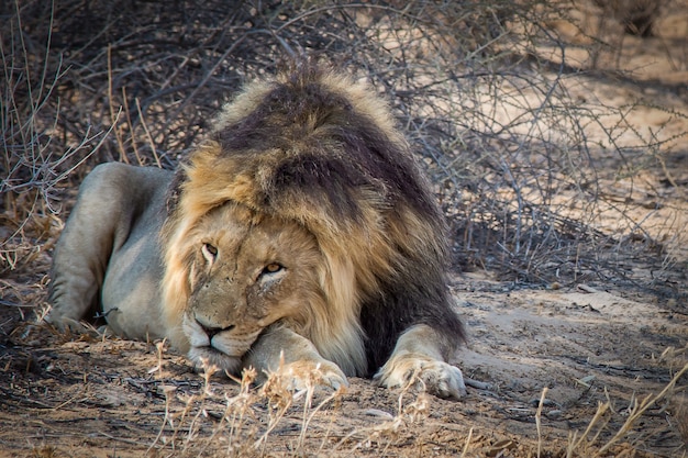 Close-up shot van een krachtige leeuw tot op de grond
