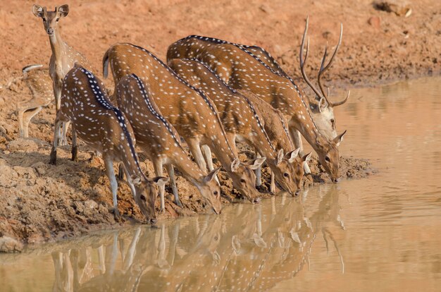 Close-up shot van een kudde prachtige herten drinkwater uit het meer