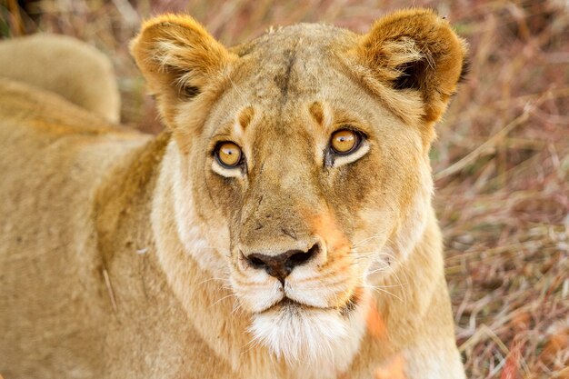 Close-up shot van een leeuw in Safari