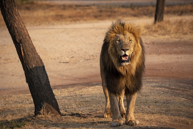 Close-up shot van een leeuw in Zuid-Afrika