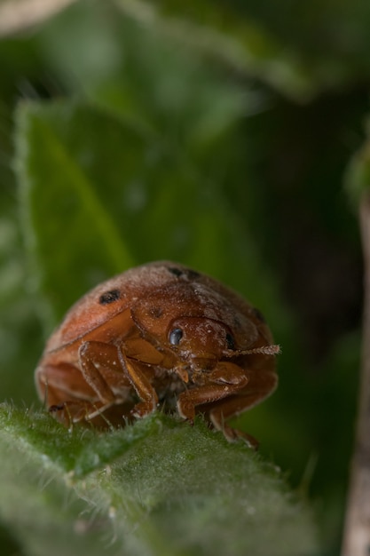 Close-up shot van een lieveheersbeestje op het blad