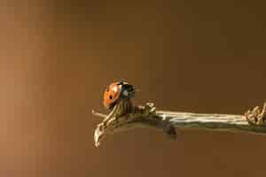 Gratis foto close-up shot van een lieveheersbeestje zittend op een boomtak